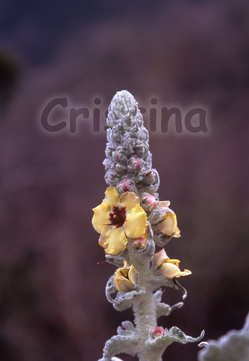 Verbascum ?